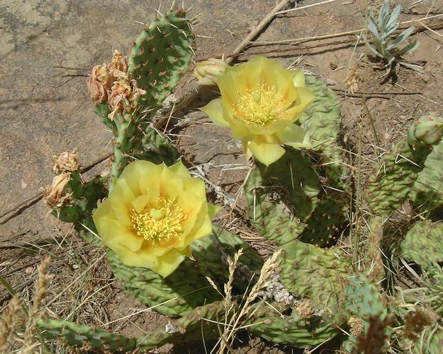 cactus_flower.jpg